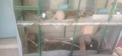Bird Cage for Sale 6ft by 6ft by 2ft