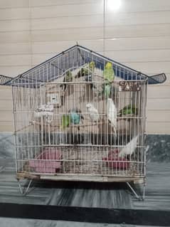 budgries parrot
