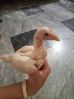 white aseel female
