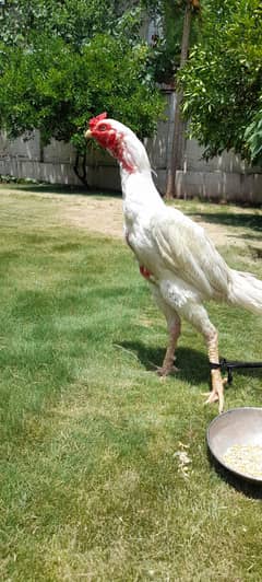 Heera male. and 2 black and red male for sale