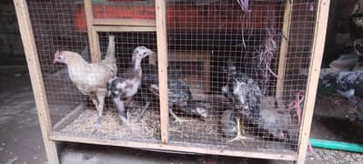 03067011427 4chuza pure aseel or pair bara breeder