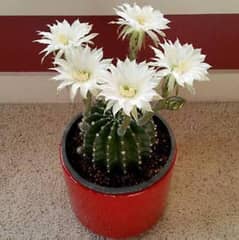 Plant