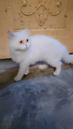 Persian