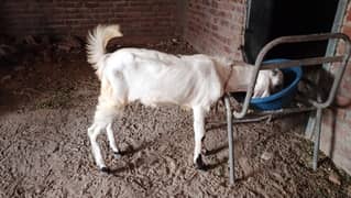 Bakra