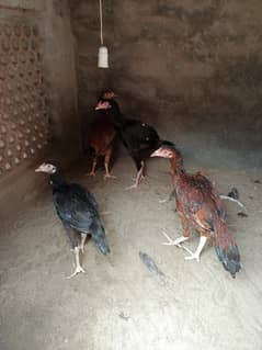 aseel pathi pathay  mushky or ratay