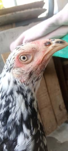 High Quality beautiful  Aseel hen for sale