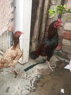 urgent for sale  03055527034