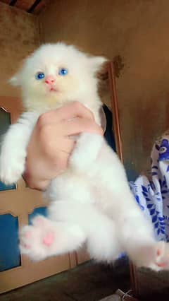 blue eyes/odd eyes/white kitten 03216628846