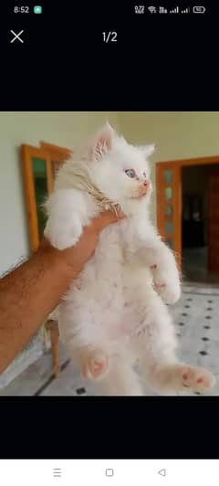 kittens available