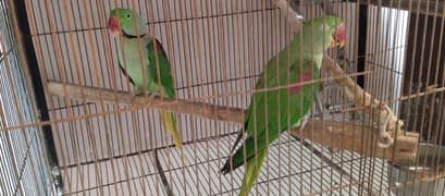 Big Size Raw Parrot