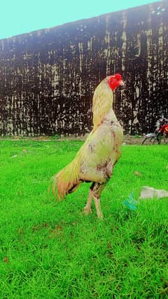 aseel meyawali patha for sale