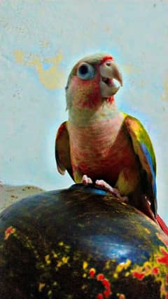 green parrot Lana h