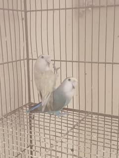 Parrot