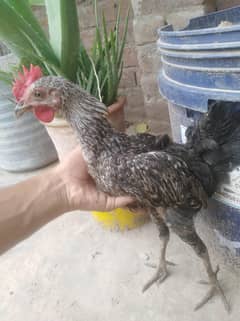 Aseel