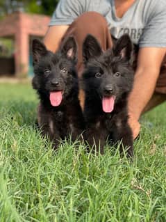 Black German shepherd | Puppy | GSD | Dog for sale | Long coat