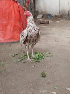 mianwali