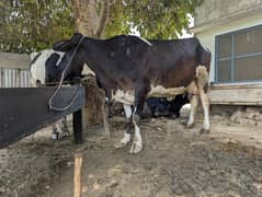 Pregnant Cow for Sale