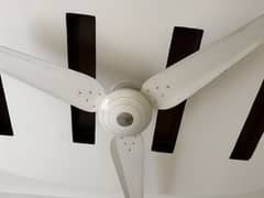 Wahid Fan for sale