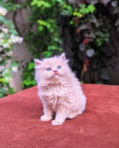 "Premium Persian Fawn Kitten for Sale – Super Soft & Playful"