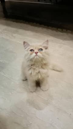 Premium Persian Fawn Kitten for Sale – Super Soft & Playful