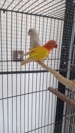 love birds
