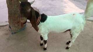 Excellent desi and pateri male goats perfect for sacrificial purposes