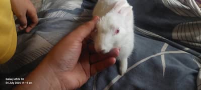 rabbit