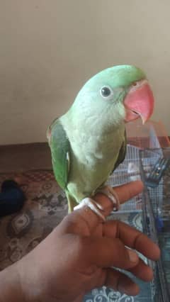 3 parrot