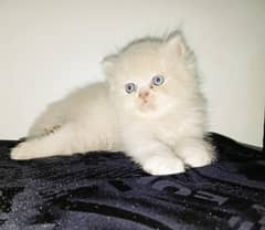 British shorthair kittens
