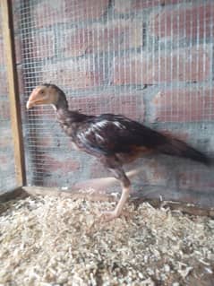 Sindhi Aseel chicks