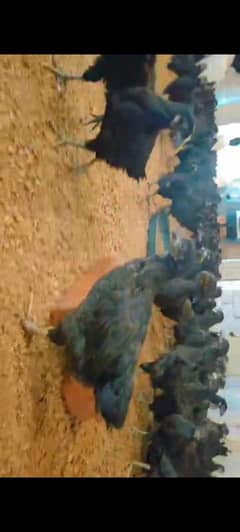 LOUMAN BLACK (German Breed)  Available for Sale