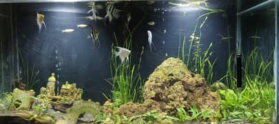 plants
