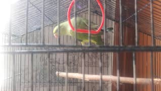 beautifull ringneck female active looking fir new shelter