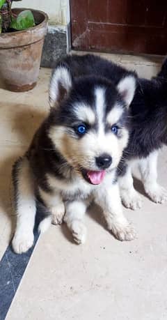 Siberian