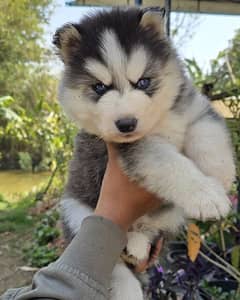 Siberian