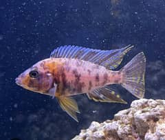 Jewel,Peacock&AlbinoTinfoil barb(Exchange &Sell]