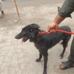 black german shepherd urgent sale