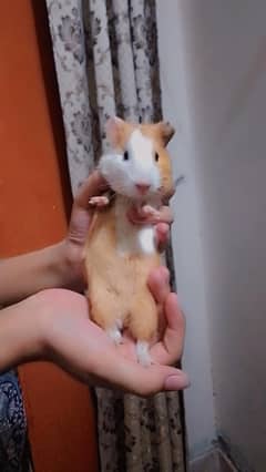 pair hamster