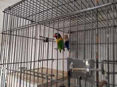blue fisher female and yellow chest imported male
