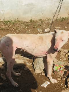 gultair female for sale rawalpindi