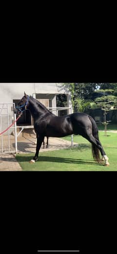 Stallion