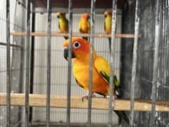 Sun conure/raw/ and ringnecks breeder pairs