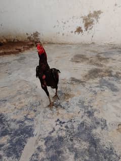 Thai Aseel