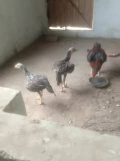 Murga