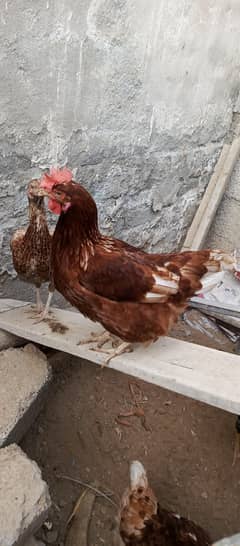 loman