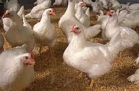 Poultry Farm Ke Liye Mahir boy Ki Zaroorat