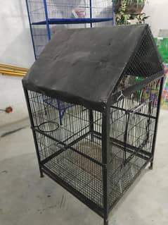 macaw /gray parrot and phari