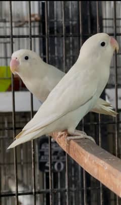 ALBINO SPLIT INO X ALBINO SPLIT INO PIR