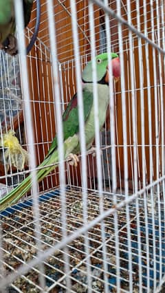 kashmiri parrot for sale
