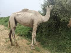 camel for sale 03464544749